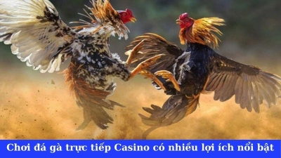 Đá gà trực tiếp casino - Điểm qua 5 lợi ích nổi trội nhất